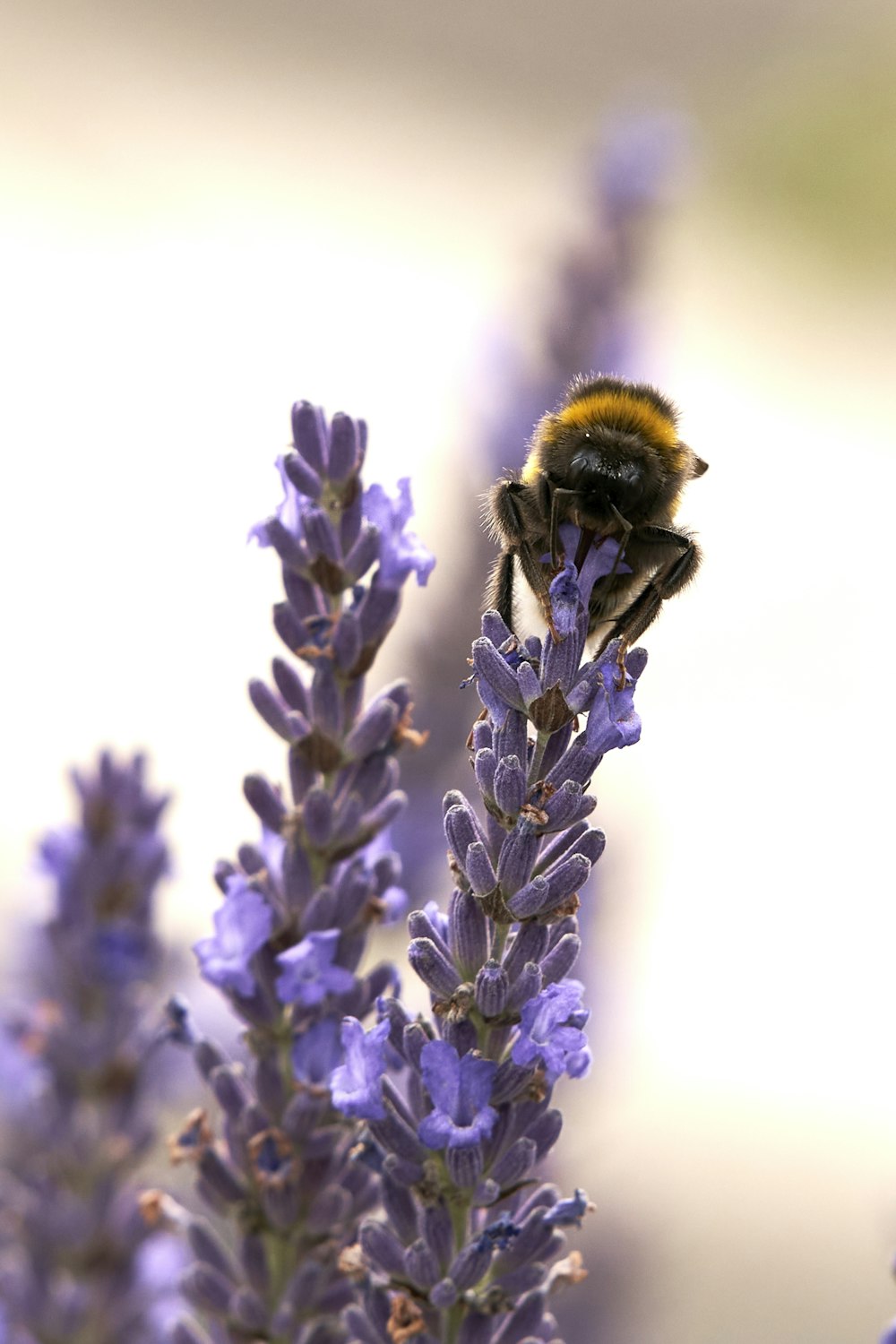 black and yellow bee on purple flower