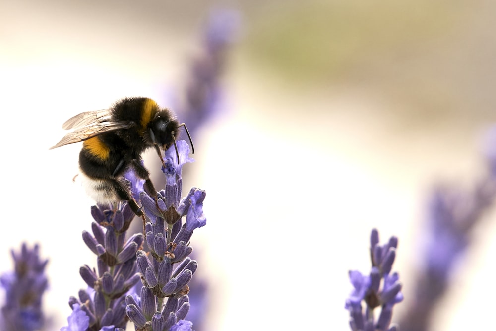 black and yellow bee on purple flower