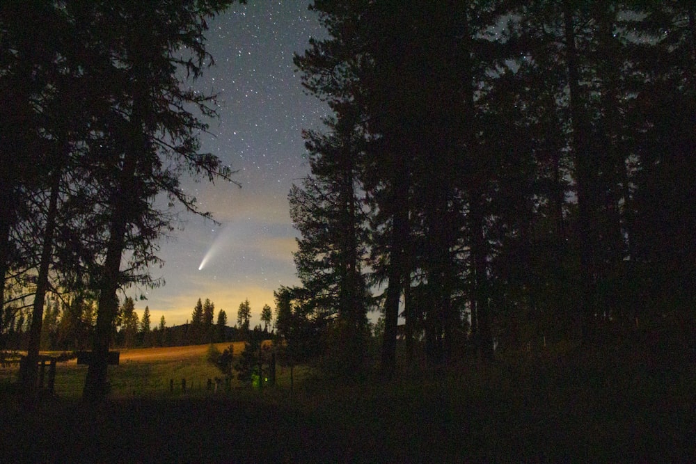 green trees under blue sky during night time