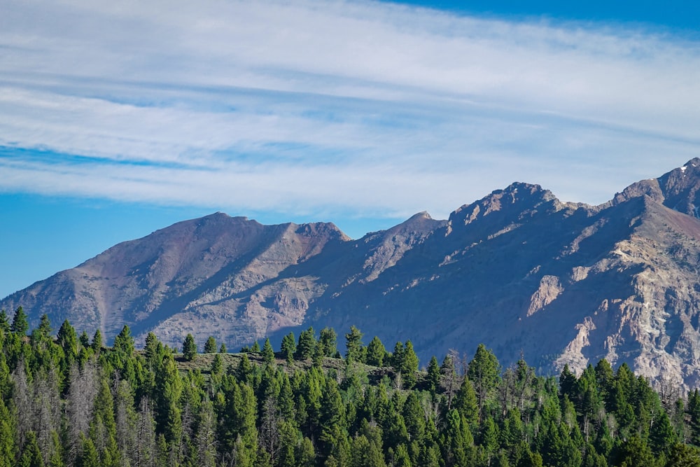 green pine trees near mountain under blue sky during daytime