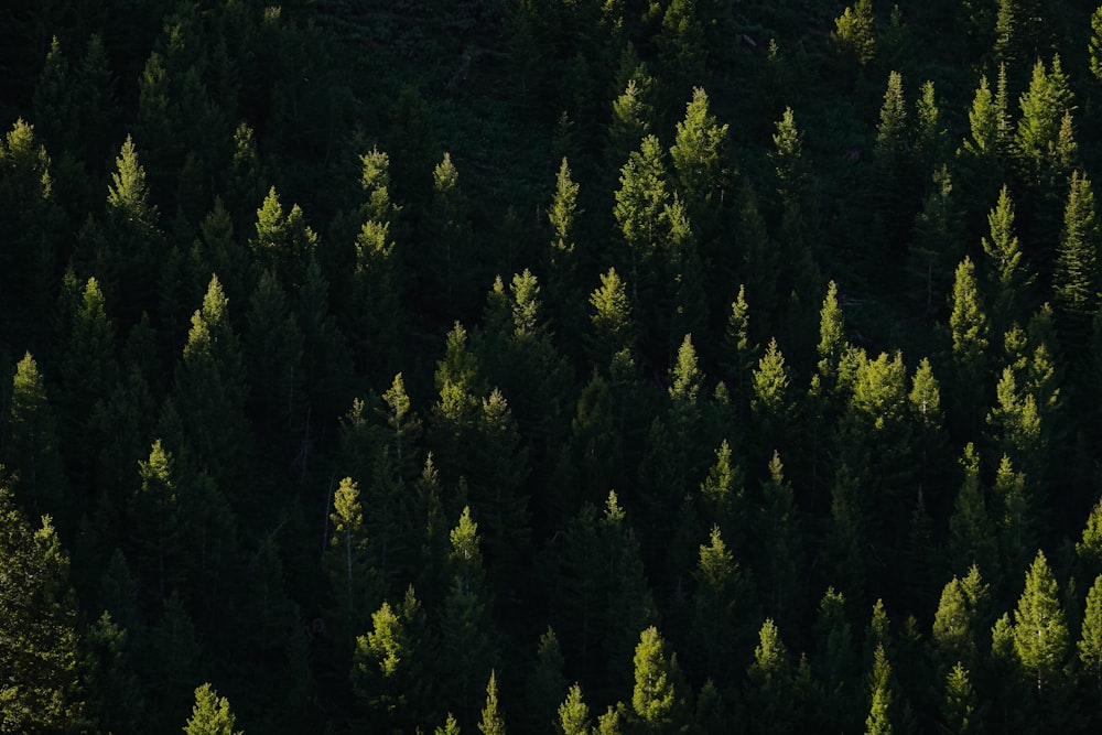 green pine trees during daytime