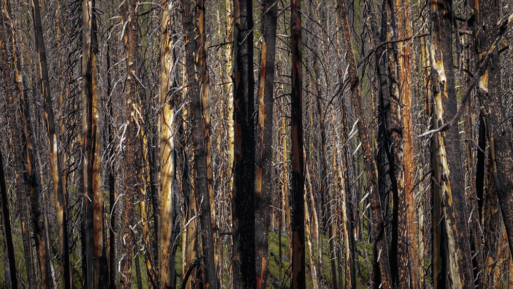 brown trees in forest during daytime