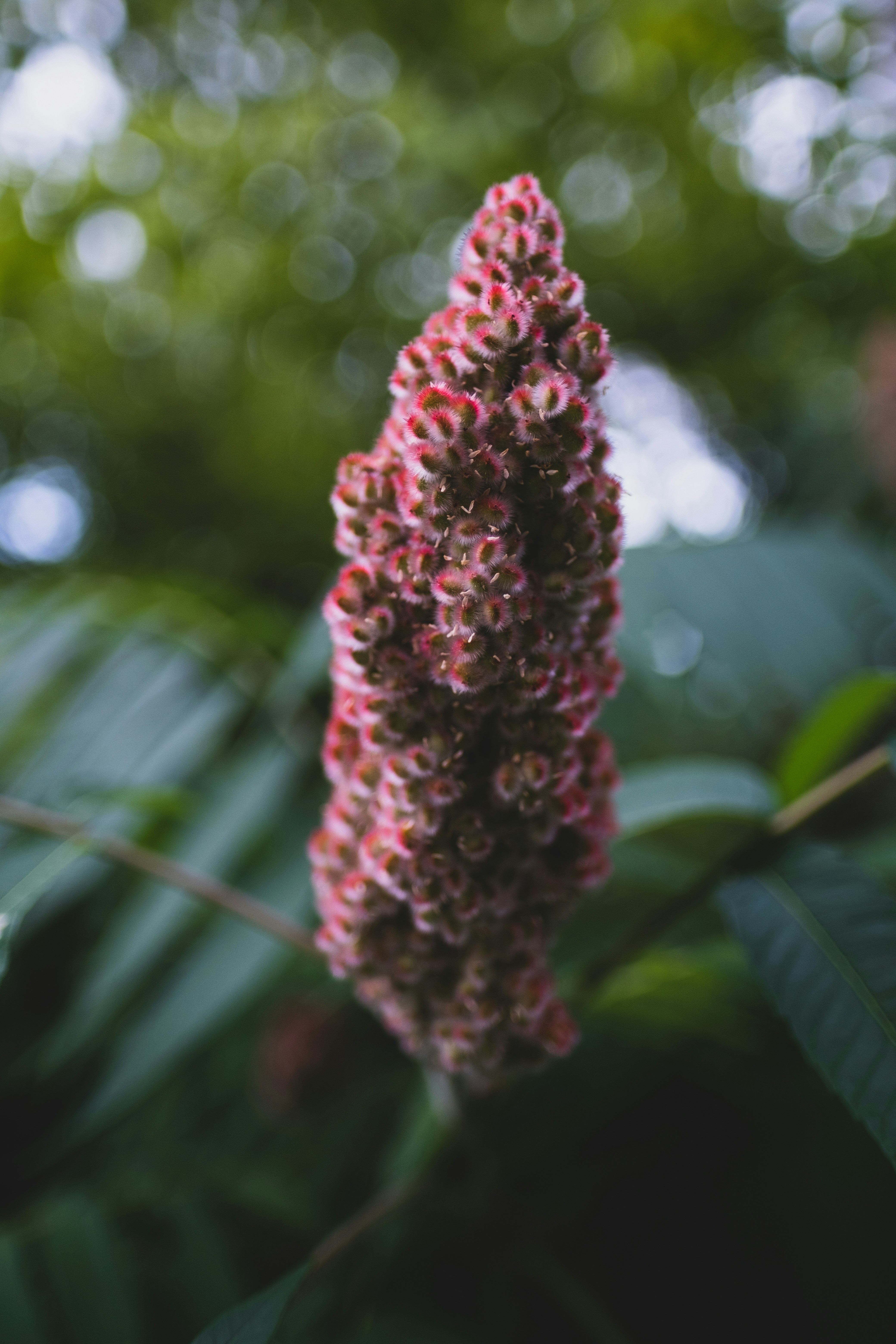 red flower in tilt shift lens