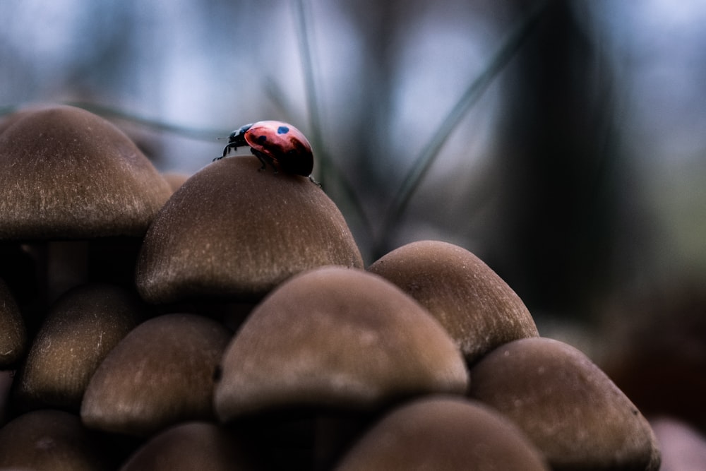 red ladybug on brown egg shell
