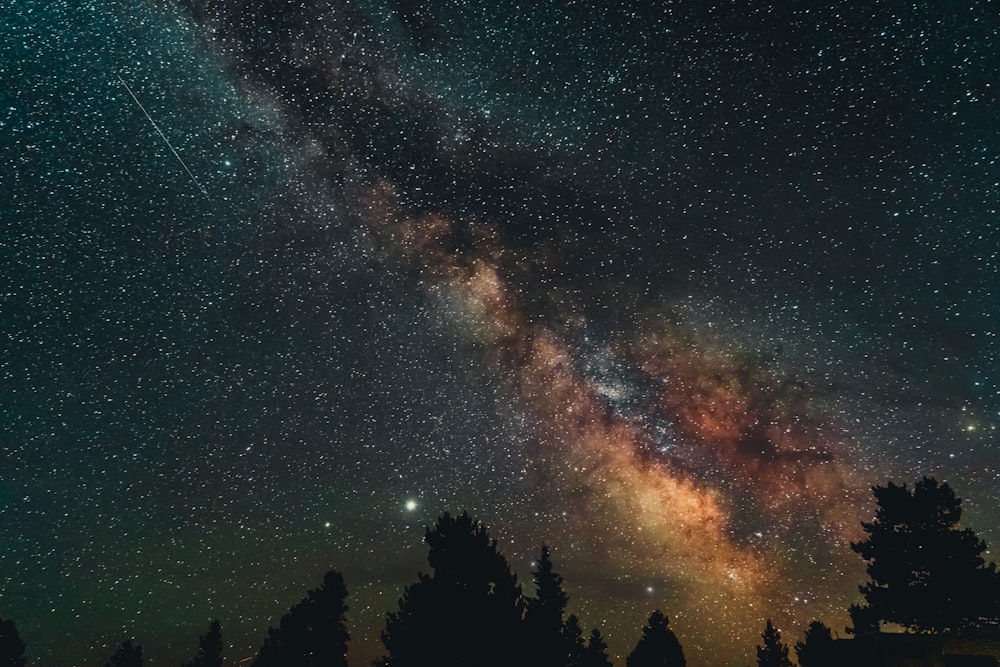 silhouette of trees under starry night