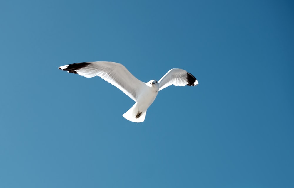 white and black bird flying during daytime