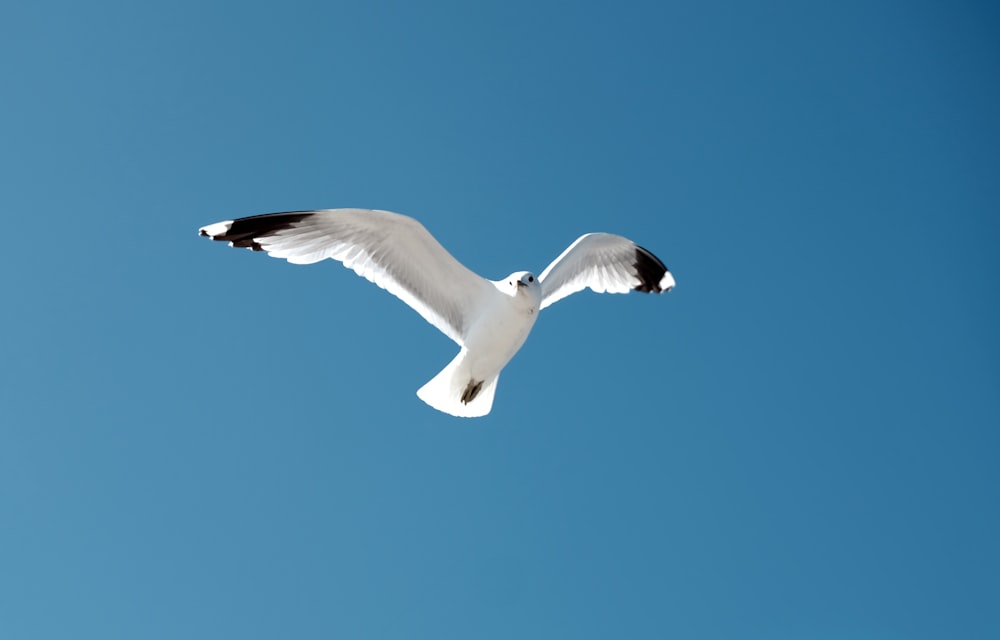 pájaro blanco y negro volando durante el día