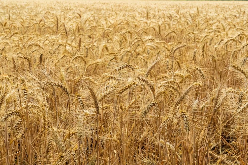 Braunes Weizenfeld tagsüber