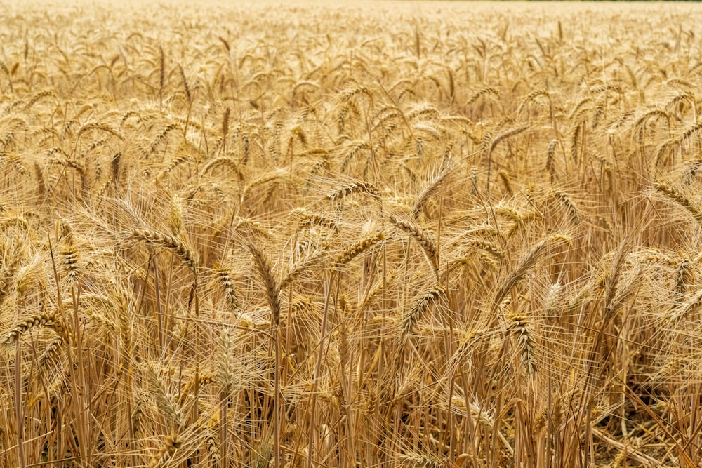 Campo de trigo marrón durante el día
