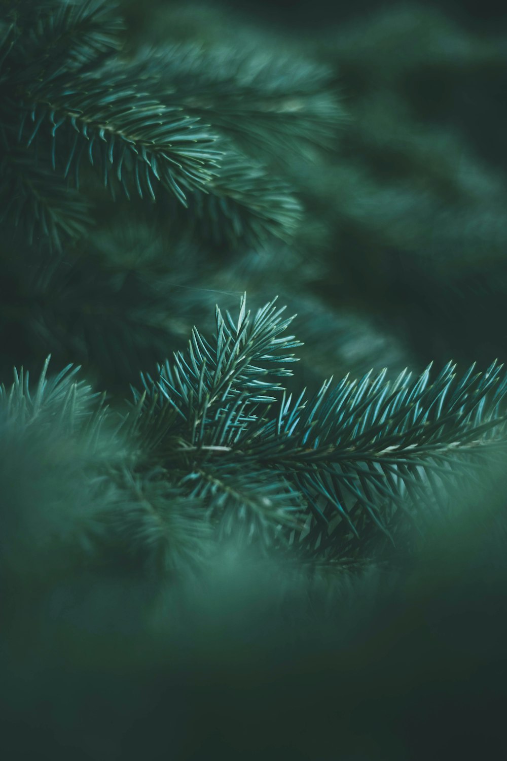 green pine tree leaves in close up photography