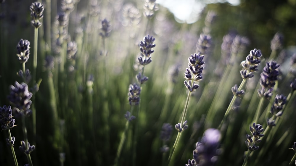 Weiße Blume in Tilt Shift Linse