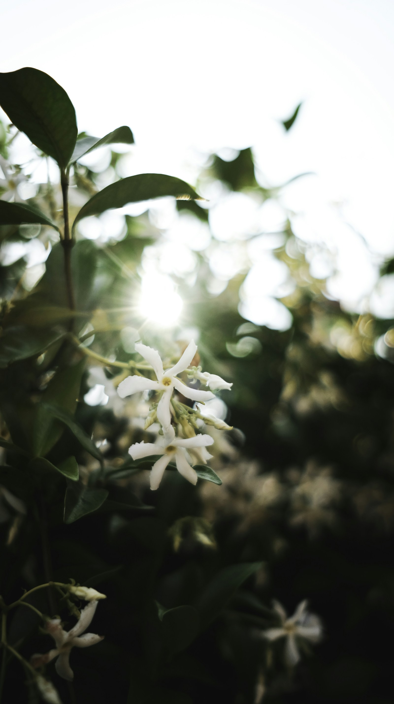 White flowers - - homes for sale in Evergreen Saskatoon Saskatchewan