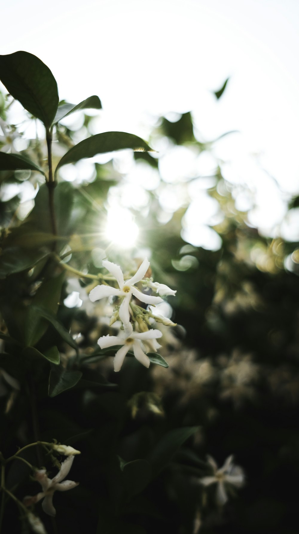 white flower in tilt shift lens