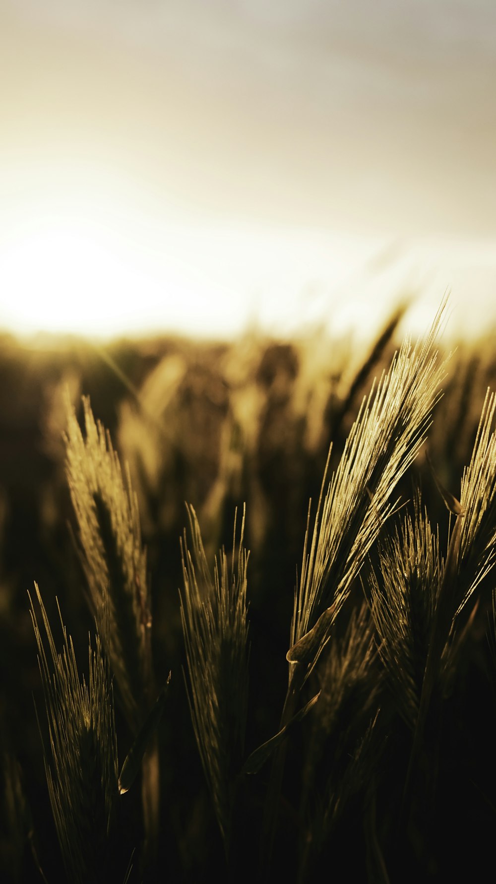 brown wheat field during daytime