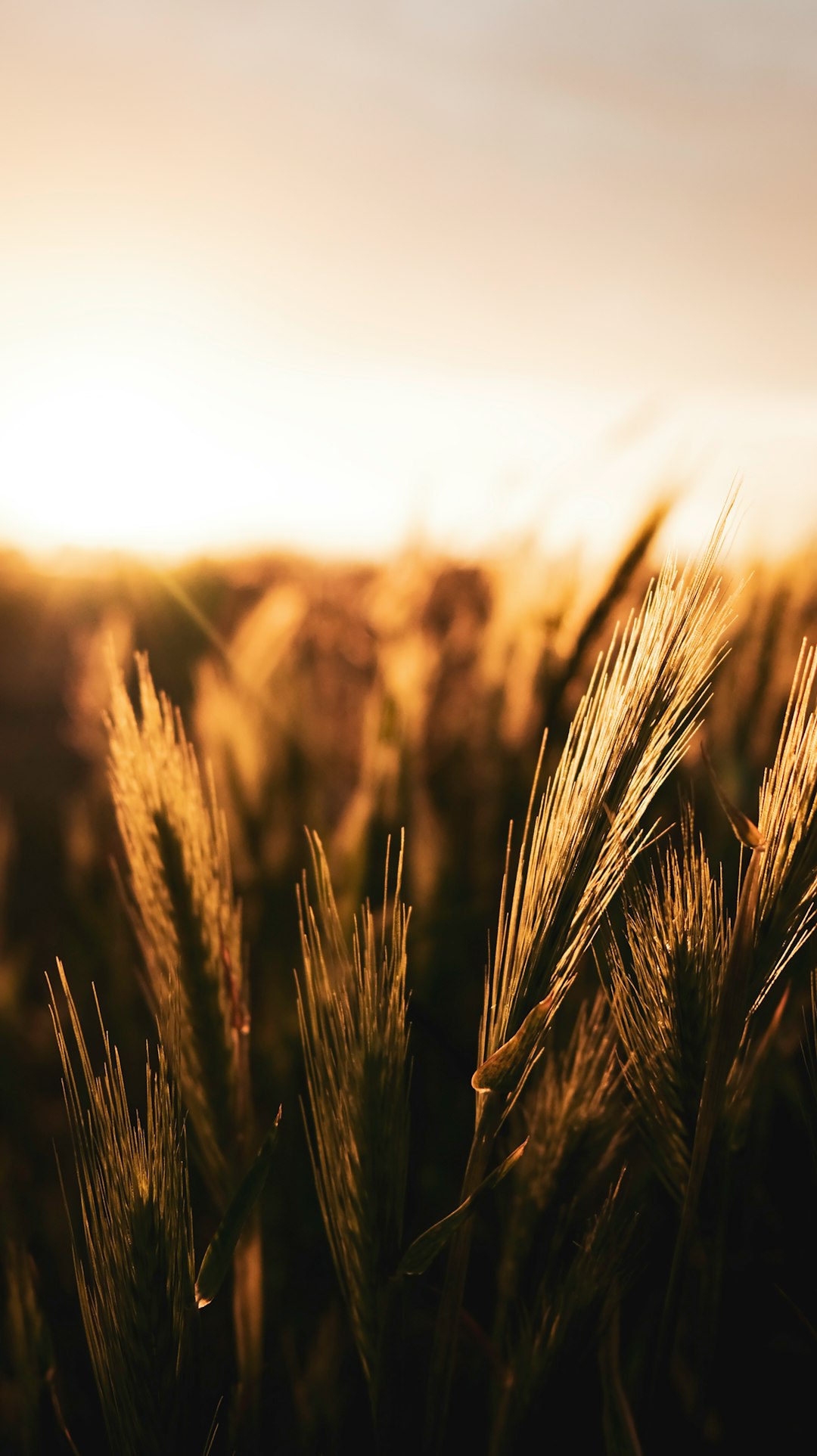 brown wheat field during daytime