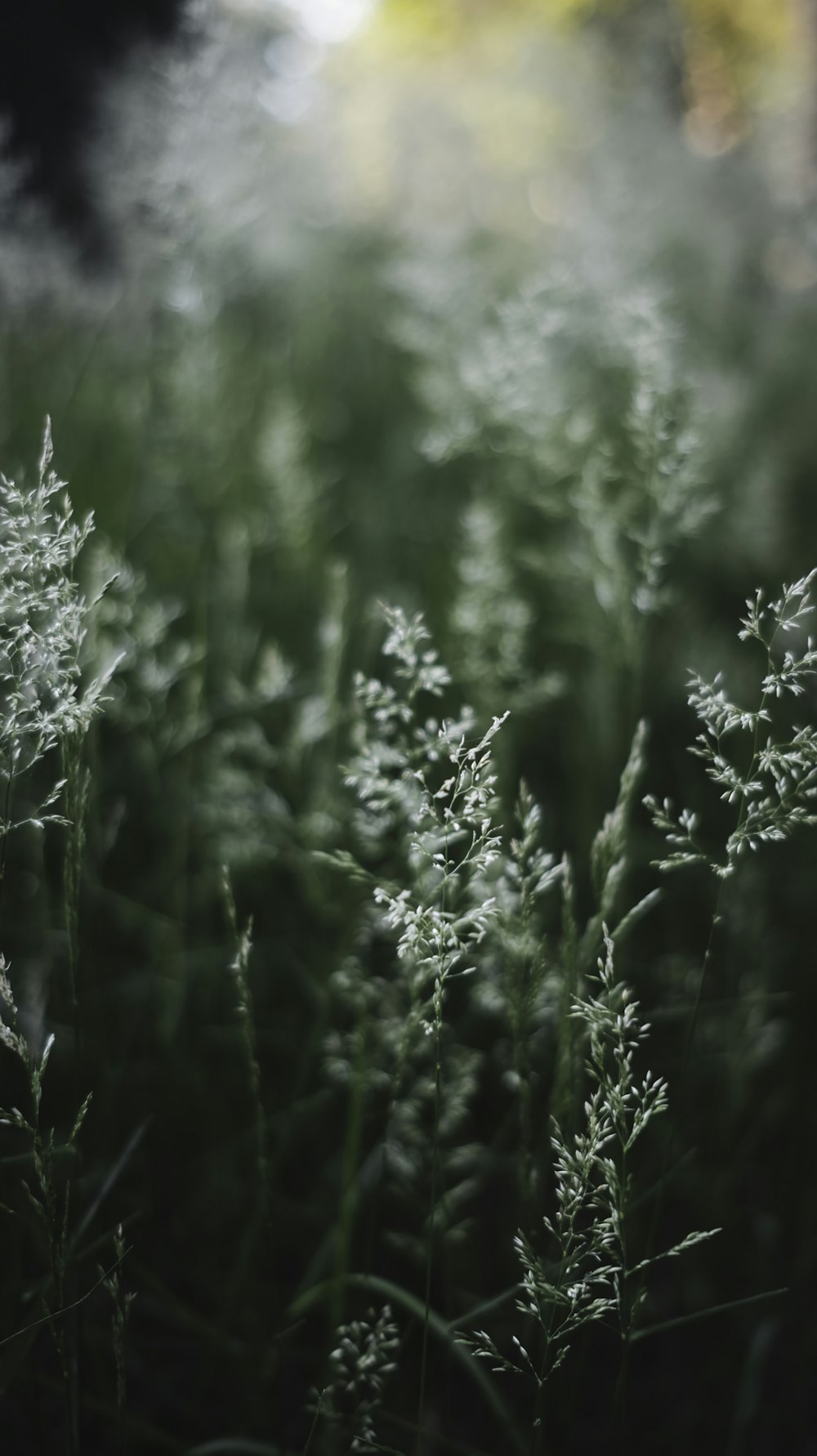 white flower buds in tilt shift lens