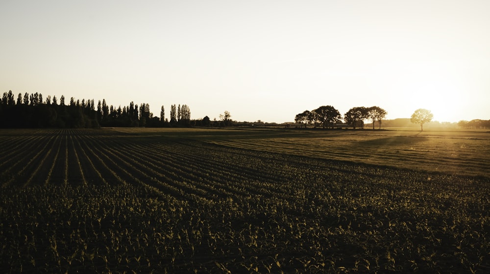 green grass field during daytime