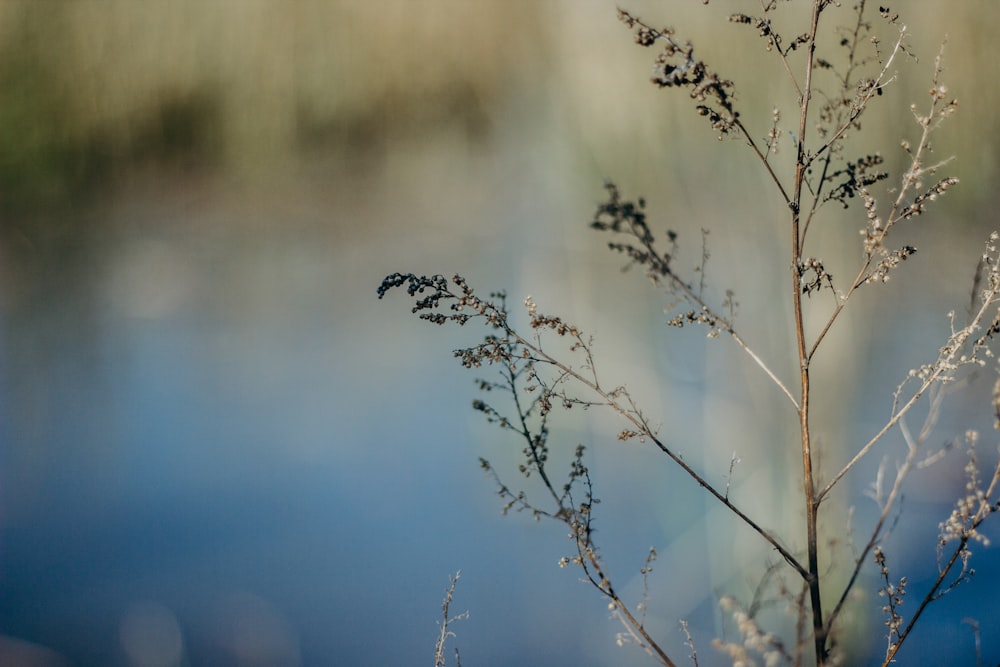 white flower in tilt shift lens