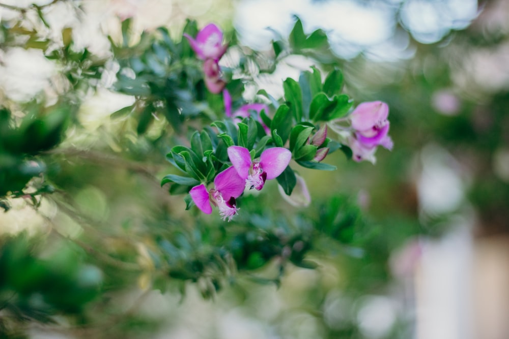 purple and white flower in tilt shift lens