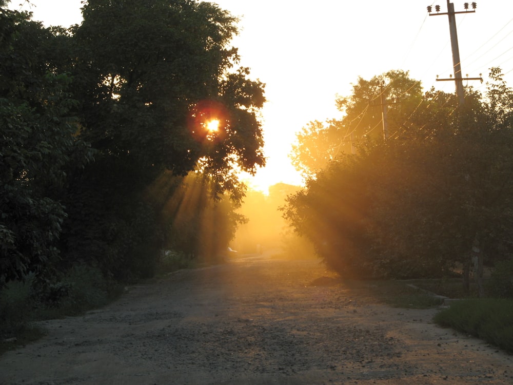 sun setting over green trees