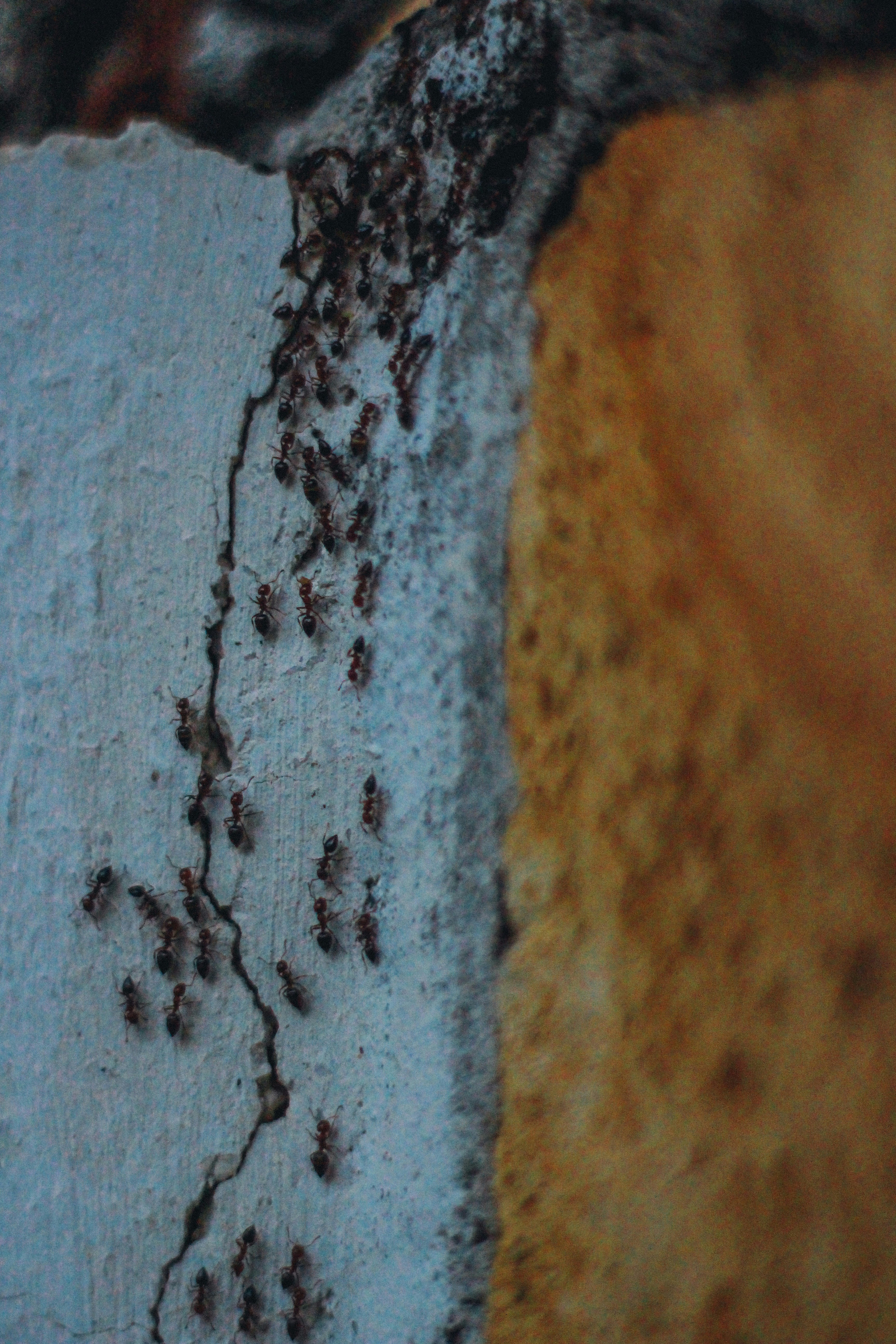 brown and black abstract painting