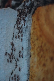 brown and black abstract painting