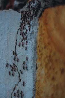 brown and black abstract painting