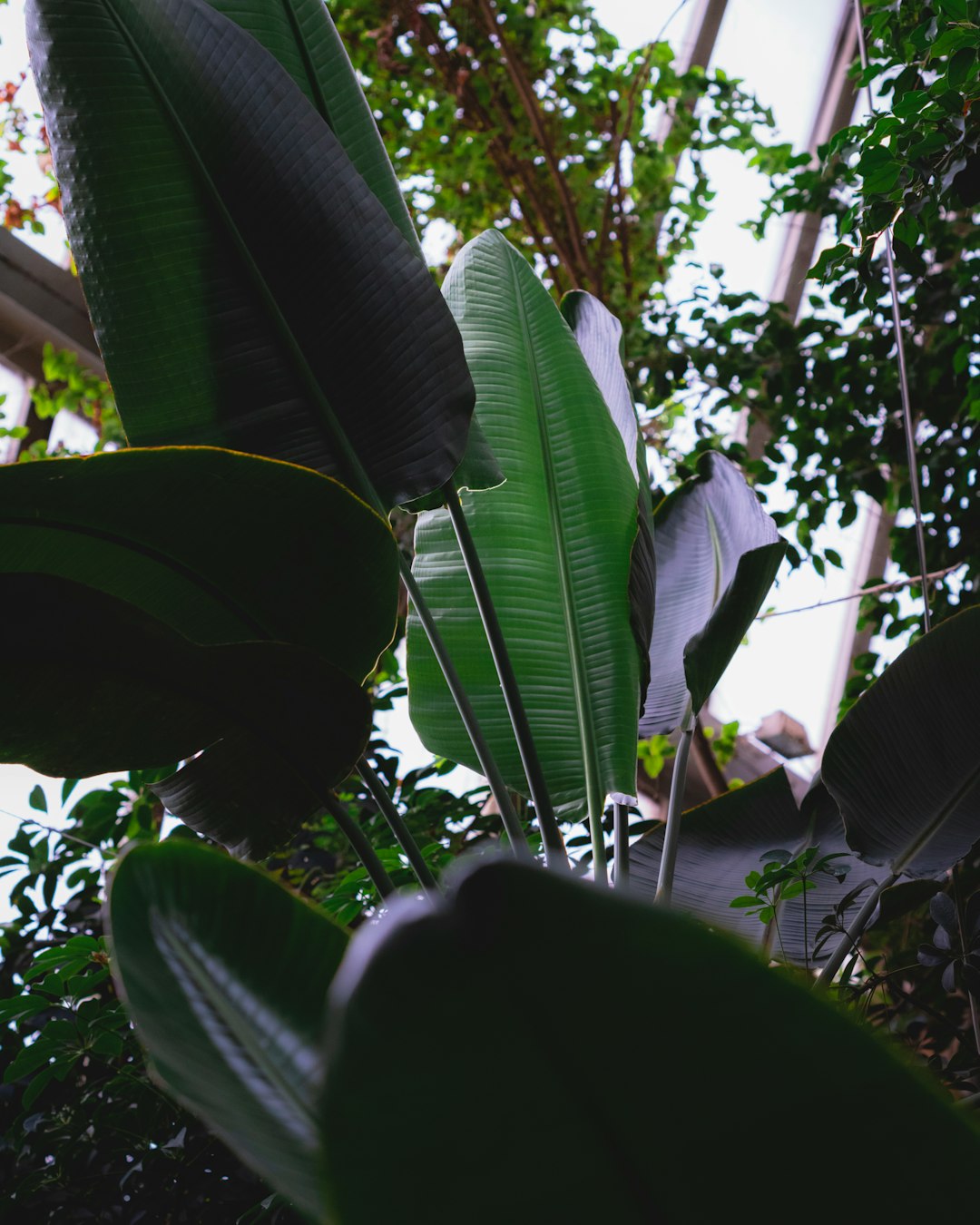 green banana tree during daytime