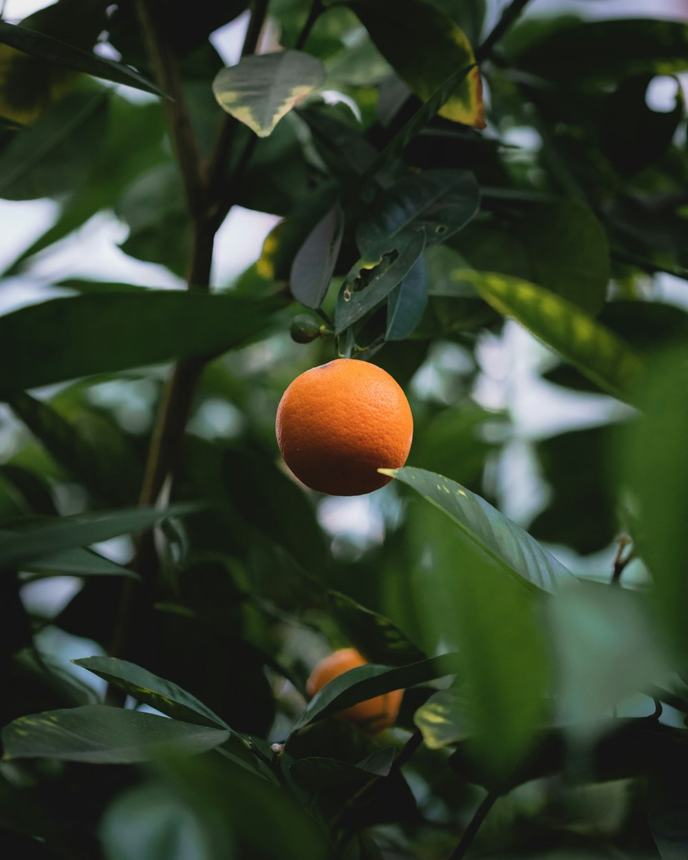 orange fruit on green leaves