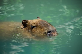 A capybara is partially submerged in water with its head and upper back visible above the surface. The water is a clear, tranquil turquoise color, and the capybara's brown fur is wet and slightly glistening. The background shows a blurred aquatic environment.