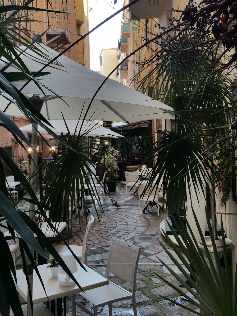 white patio umbrella near green palm tree during daytime