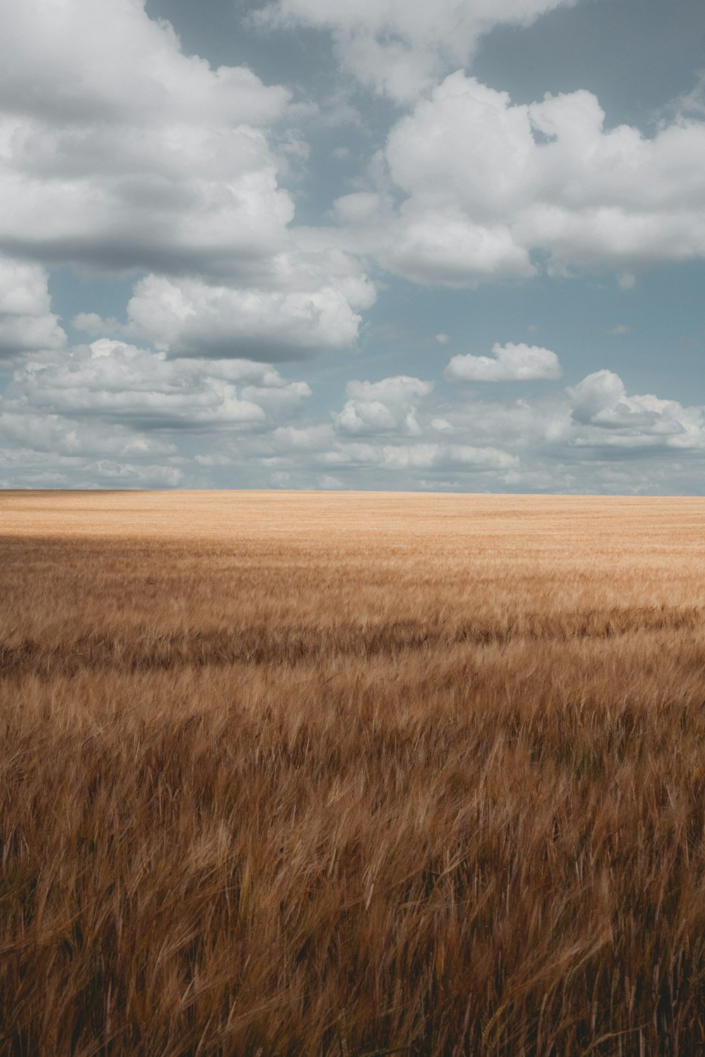 Champ d’herbe brune sous le ciel bleu et les nuages blancs pendant la journée