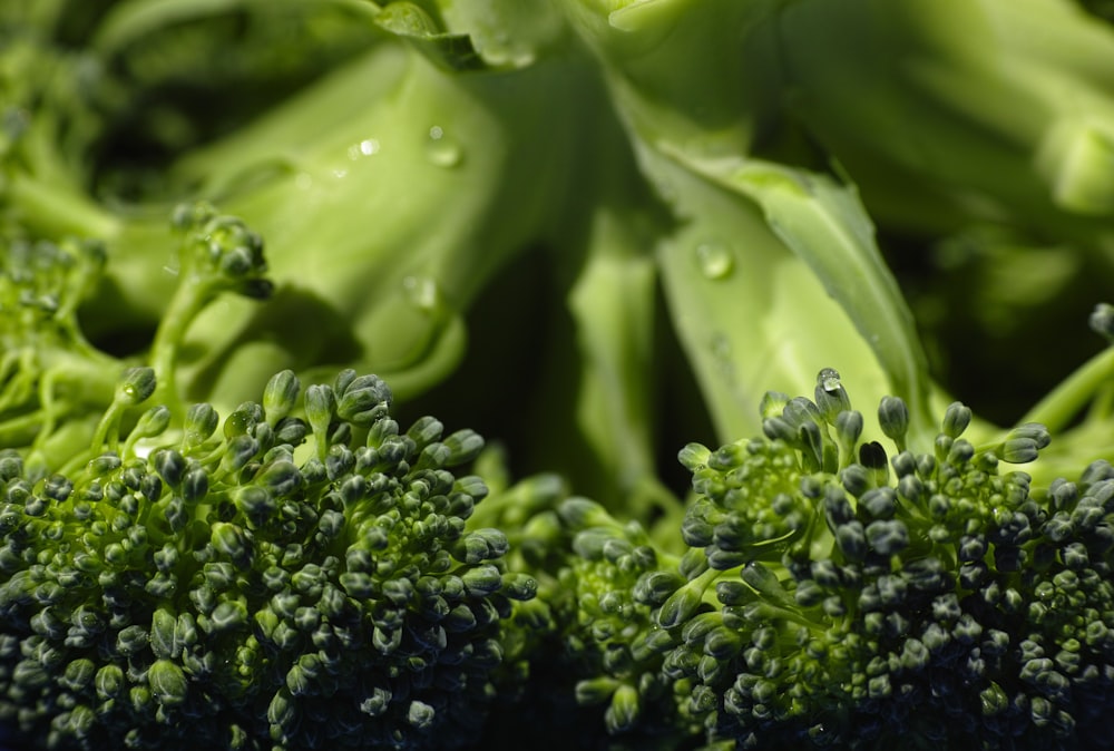 green leaf plant in close up photography