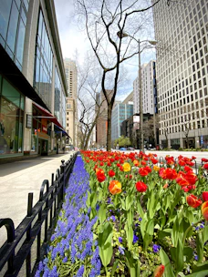 red and purple tulips on sidewalk during daytime
