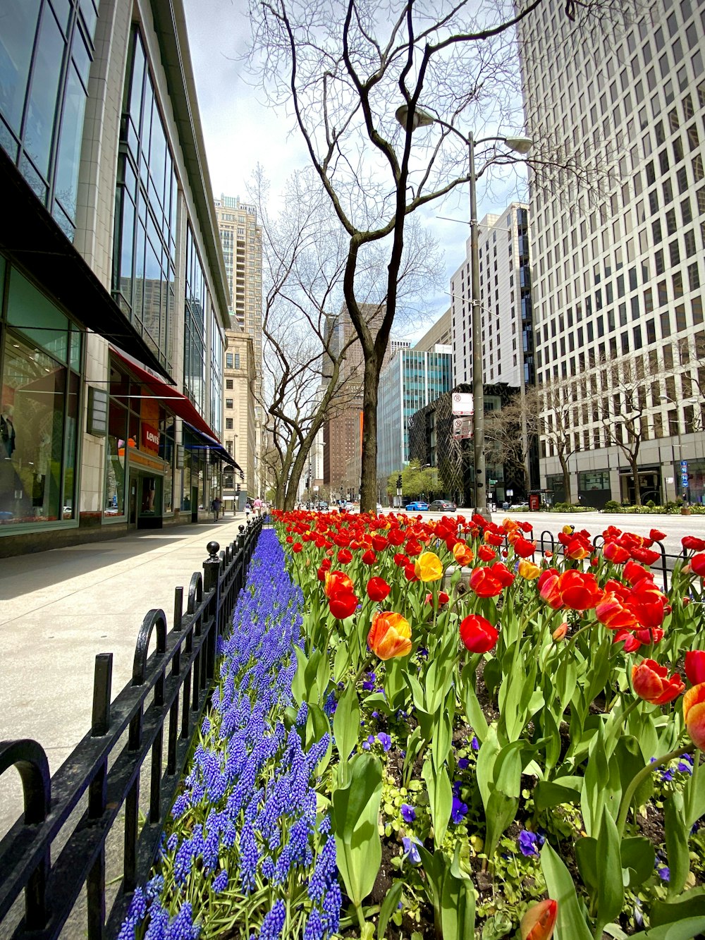 red and purple tulips on sidewalk during daytime