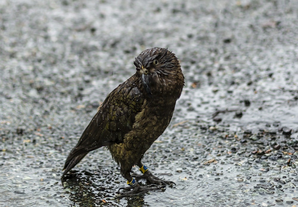 brown bird on gray ground during daytime