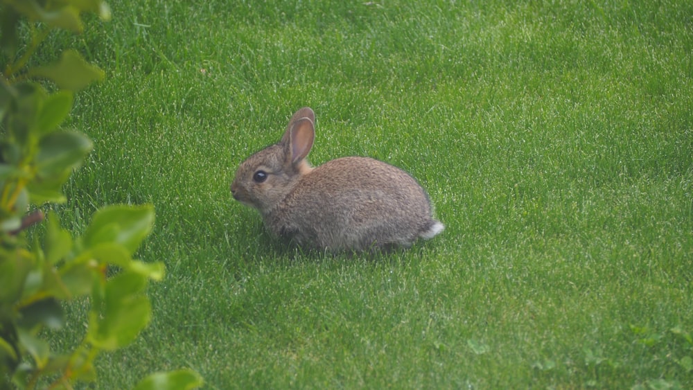 brown rabbit on green grass field during daytime