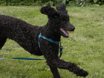 A curly-haired black dog, possibly a poodle, is running energetically on a grassy field. The dog is wearing a blue harness and leash, and its mouth is open as if panting with joy.