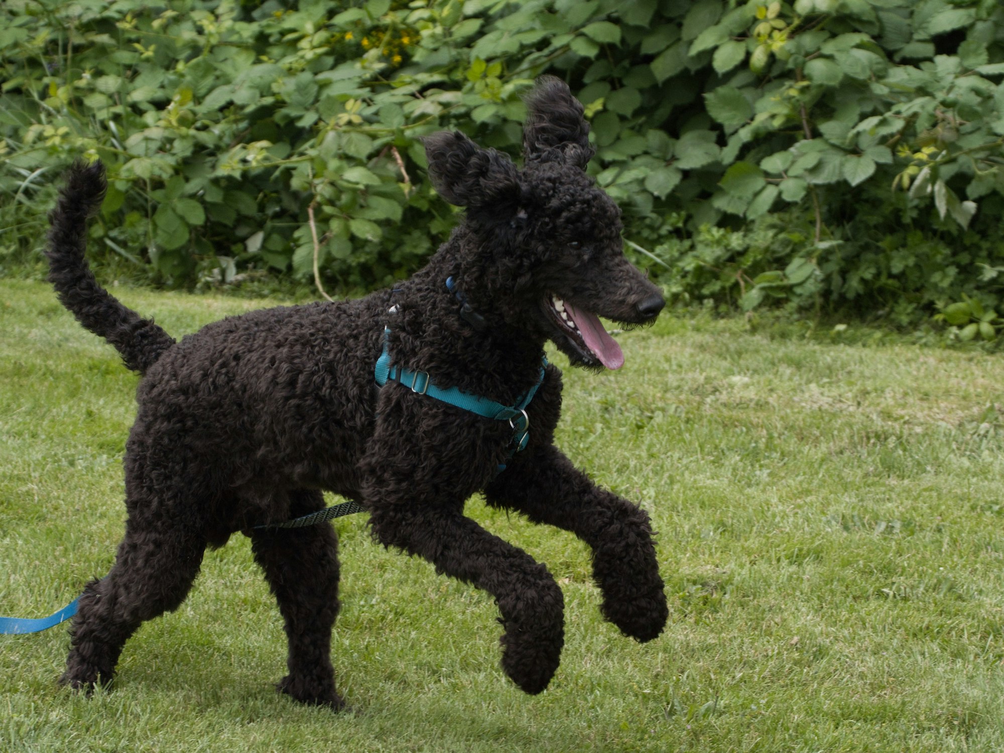 A black standard poodle hopping in the grass