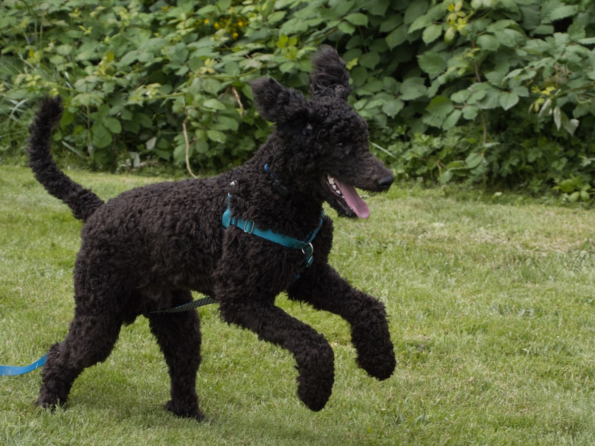 Are Poodles Good Guard Dogs? Interesting PoV