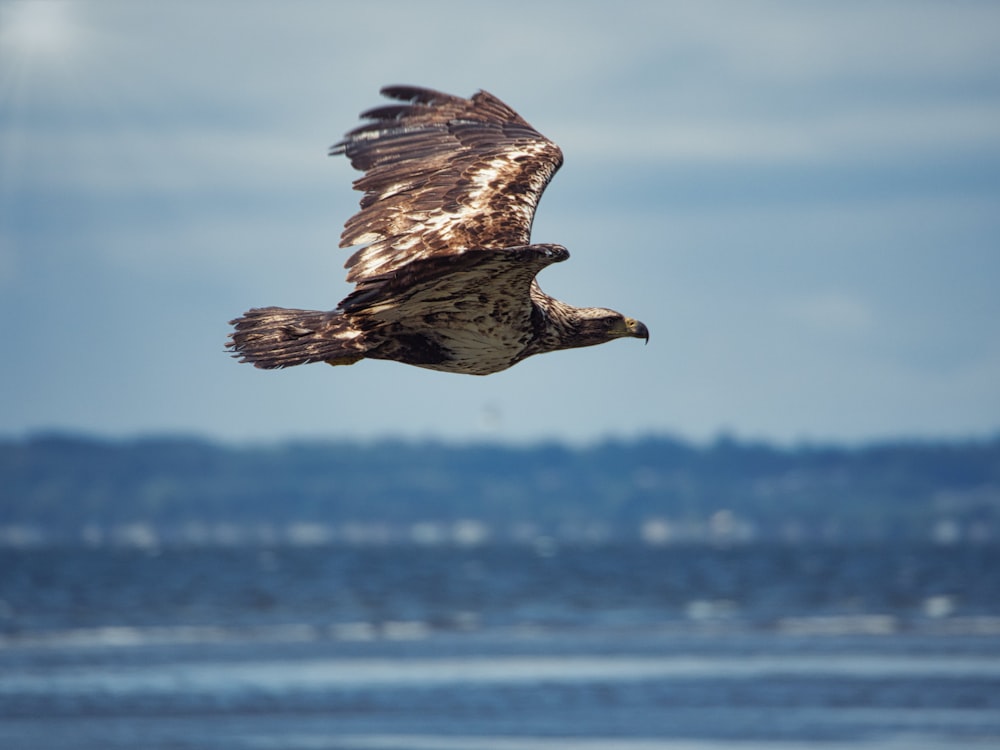brown and white eagle flying during daytime
