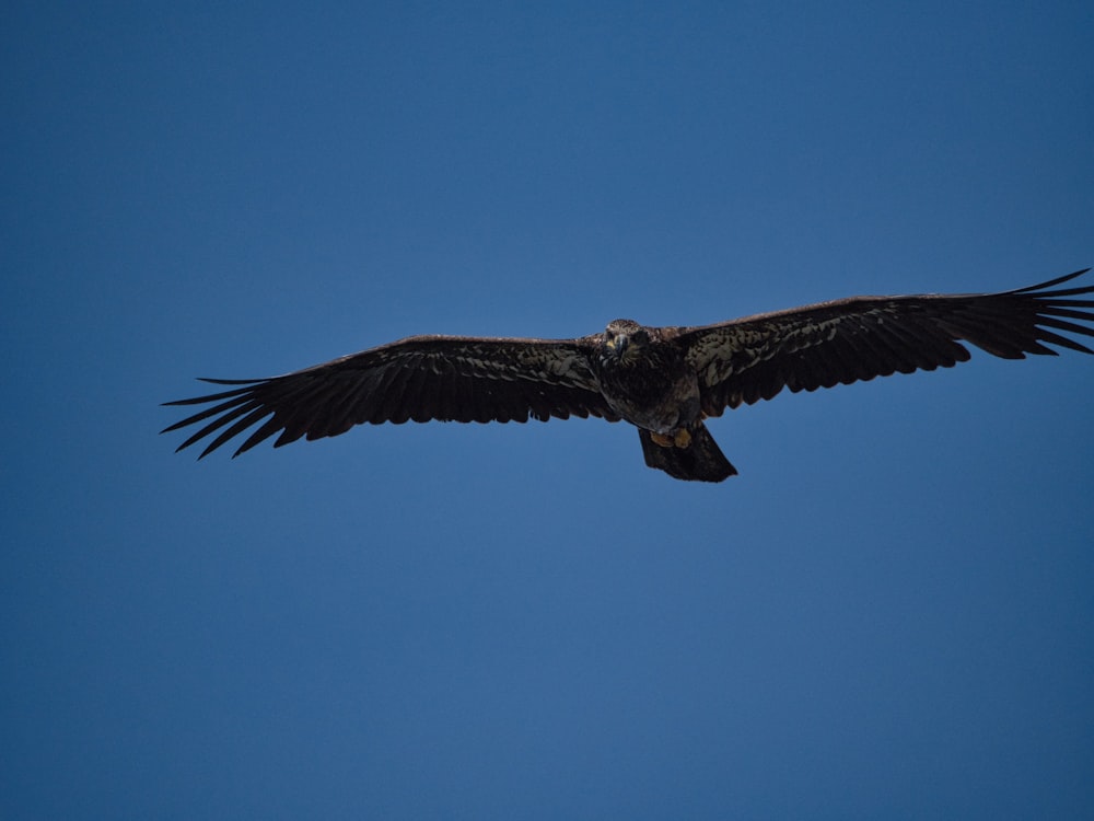 brown and white bird flying under blue sky during daytime