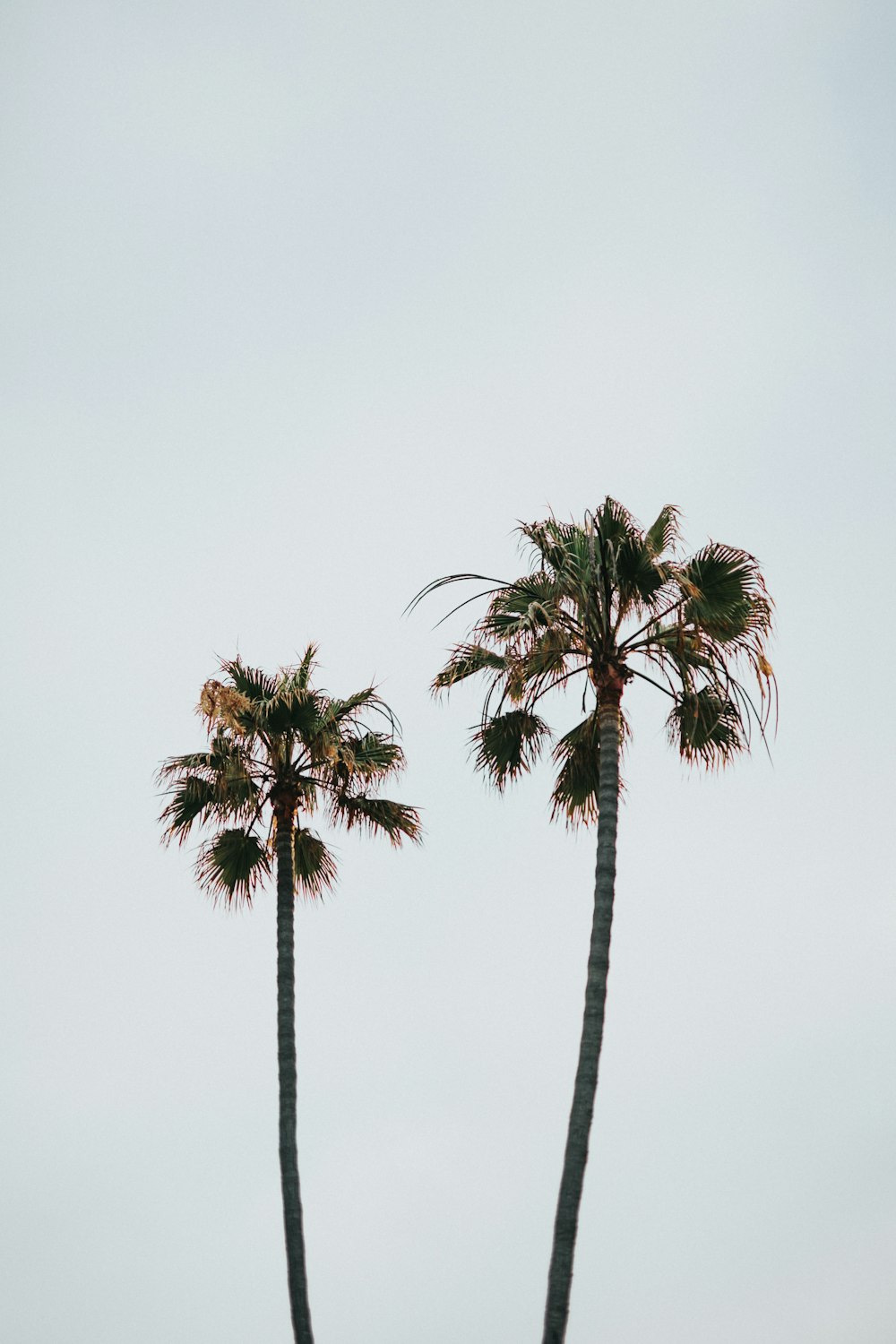 green palm tree under white sky