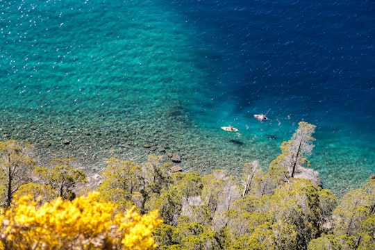 yellow flowers near body of water during daytime in Villa Traful Argentina