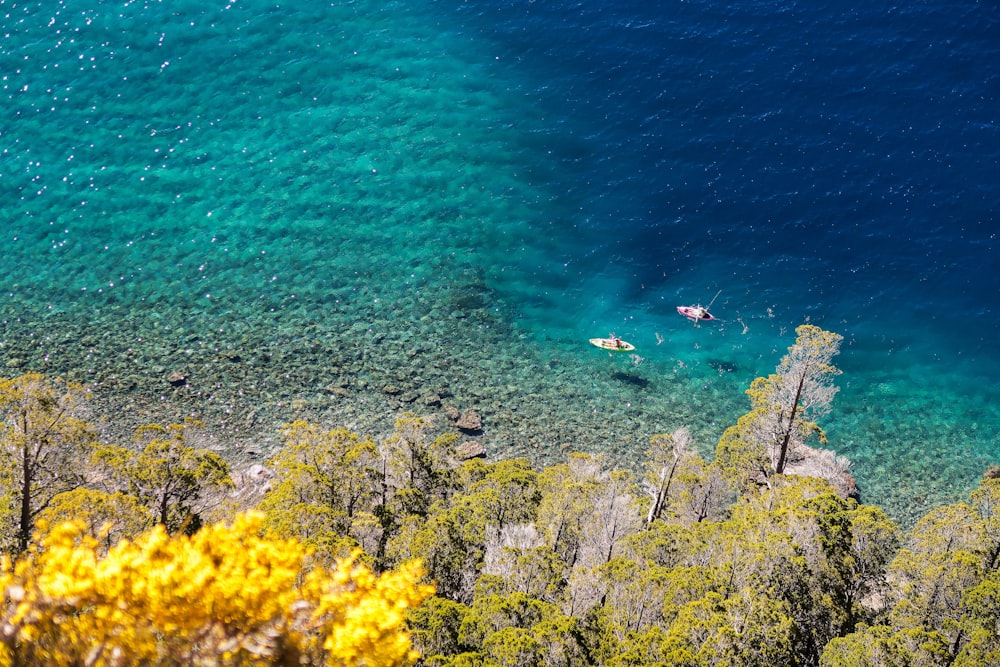 yellow flowers near body of water during daytime