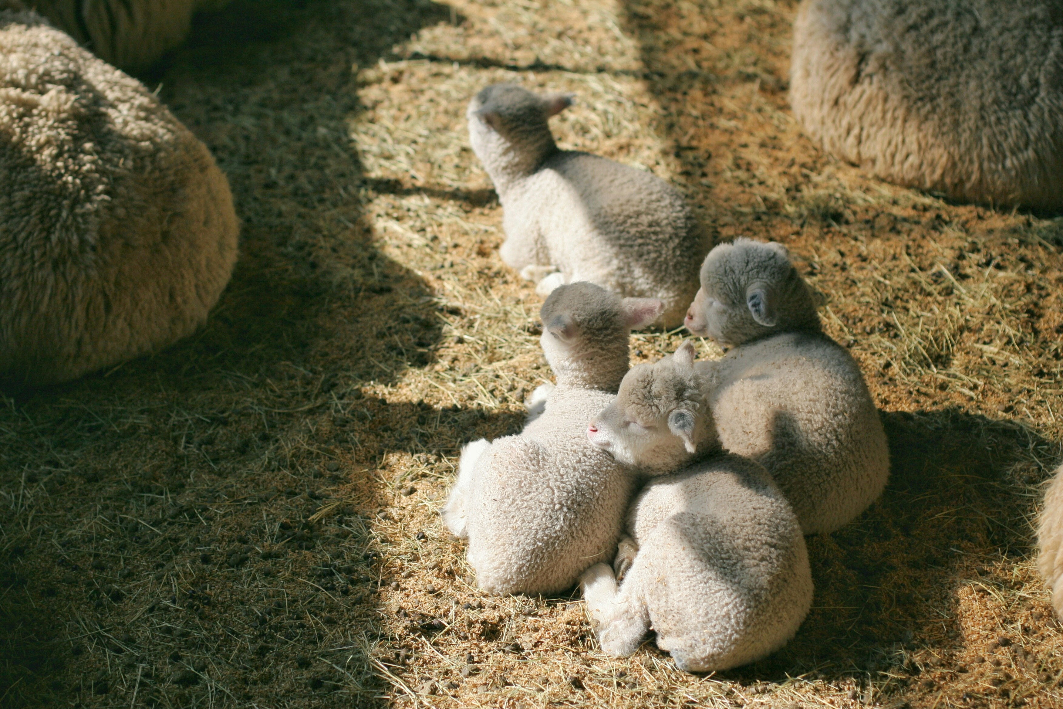 The Wool Wire | April 19, 2023