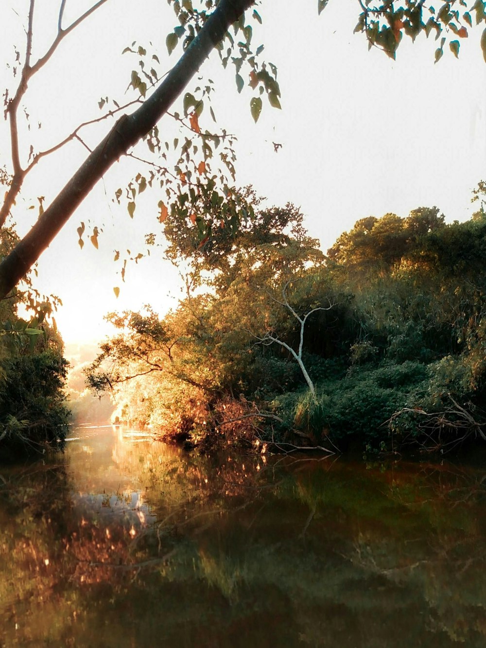 green trees beside river during daytime