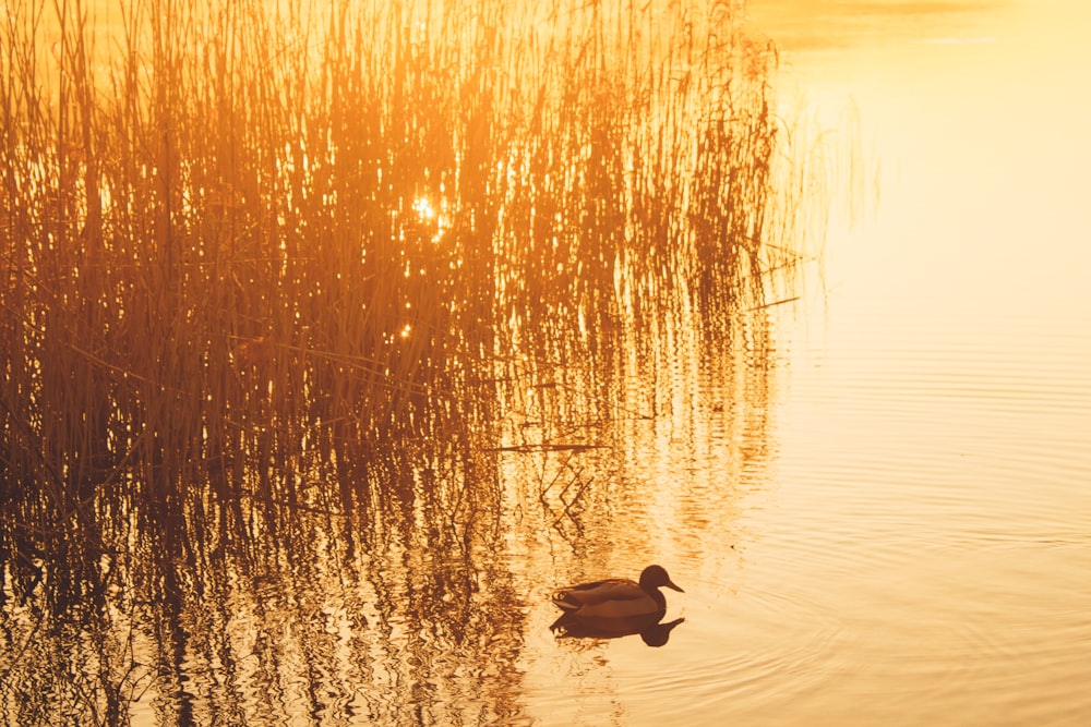 duck on water during sunset
