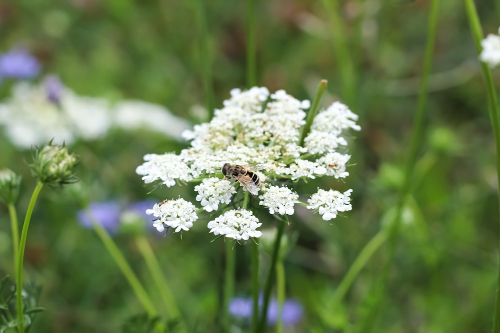 white flower with bee on top