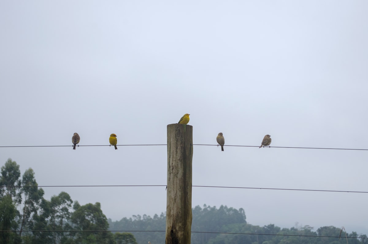 canary release metaphor